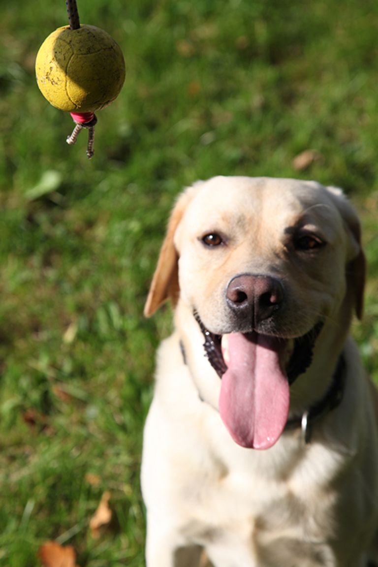 Labrador-Rüde „Filou“ ist ein verspielter Schönling.